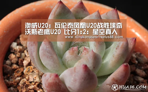 澳威U20: 瓦伦泰凤凰U20战胜埃奇沃斯老鹰U20 比分1:2:星空真人(图2) 星空真人