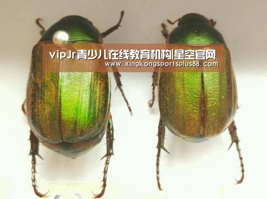 vipJr青少儿在线教育机构|星空官网(图1) 星空平台